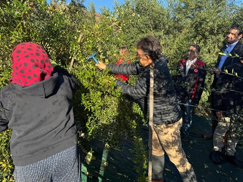 KAYMAKAMIMIZ NURULLAH KAYA ZEYTİN HASATI TARLA GÜNÜ PROGRAMINA KATILDI